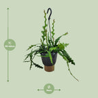 Epiphyllum Anguliger (Cactaceae) – Ø14 cm, 35 cm de haut