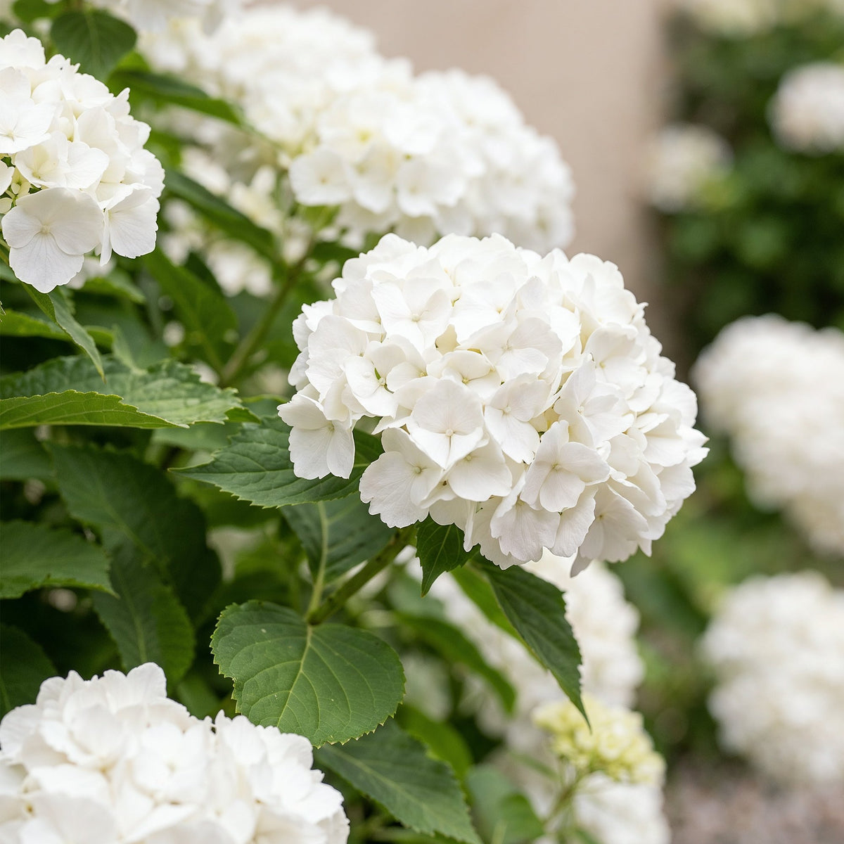 Hydrangea macrophylla (hortensia) – wit – Ø17 cm, 30 cm hoog