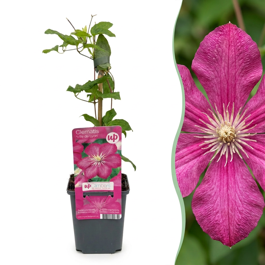 Clematis 'Ville De Lyon' (bosrank) – rood – Ø9 cm, 35 cm hoog