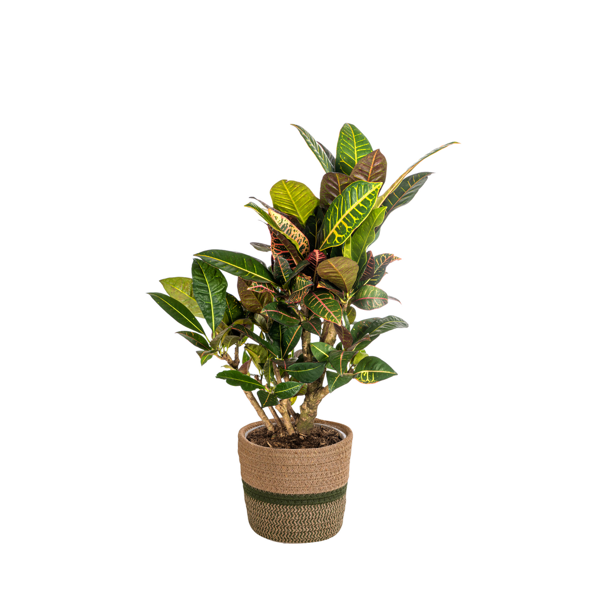 Codiaeum 'Croton' Petra met mand – Ø21 cm, 60–80 cm hoog