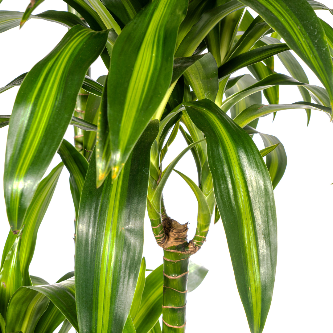 Dracaena Deremensis Hawaiian Sunshine (drakenboom) – Ø27 cm, 170–190 cm hoog