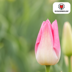 Tulipe 'Dynasty' – 20 bulbes (calibre 11/12)