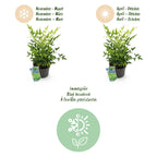 Nandina 'Lemon & Lime' (Himmlisches Bambus) – gelb – 2 Pflanzen, Ø 17 cm, 45 cm hoch