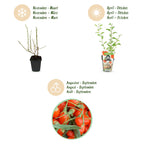 Fruchtpflanzen – orange – 3 Pflanzen, Ø9 cm, 35 cm hoch