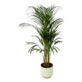 Areca-Palme (Dypsis) im weißen runden Vibes Fold-Übertopf – Ø 21 cm, 110 cm hoch