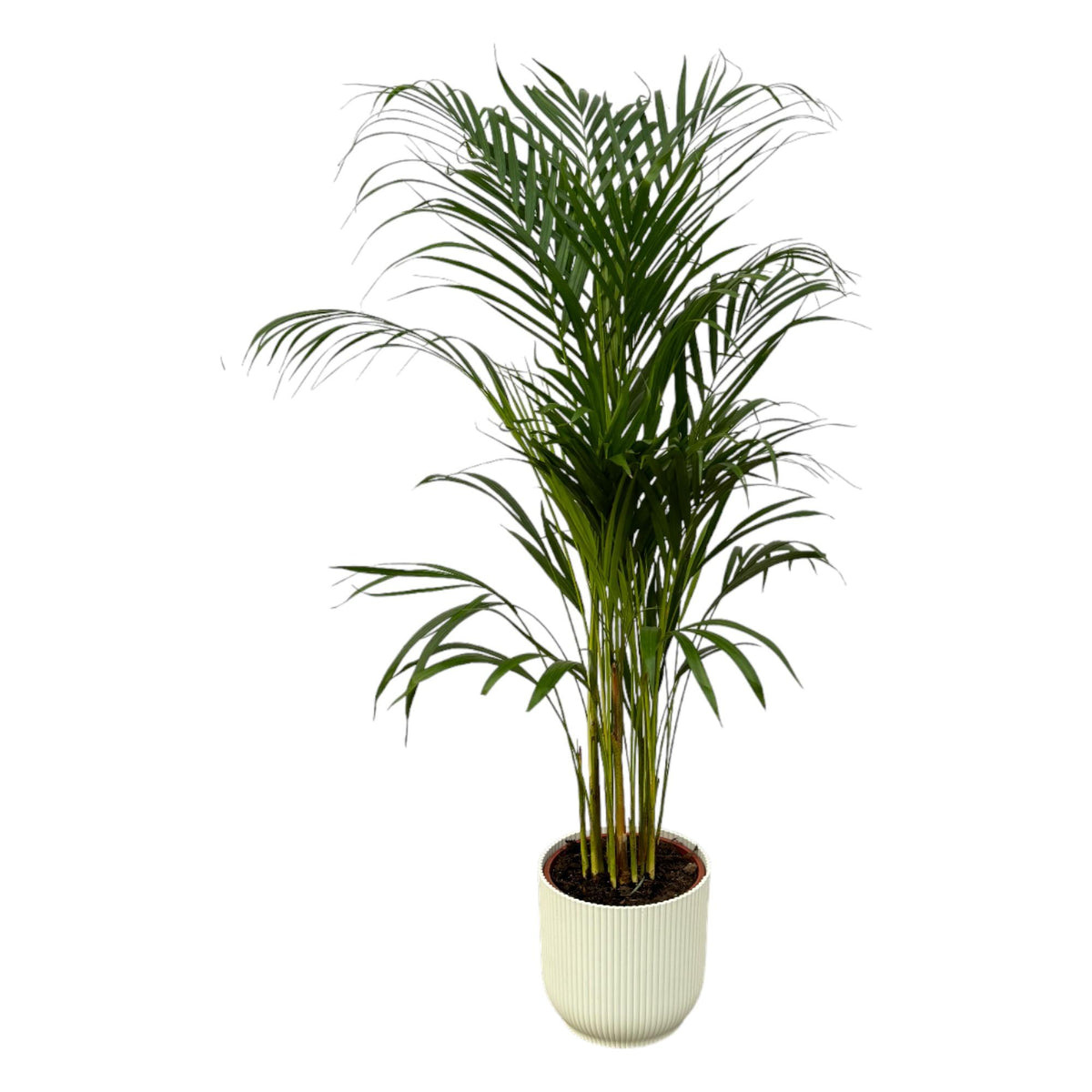 Palmier areca (Dypsis) dans pot décoratif blanc Vibes Fold Round – Ø21 cm, 110 cm de haut