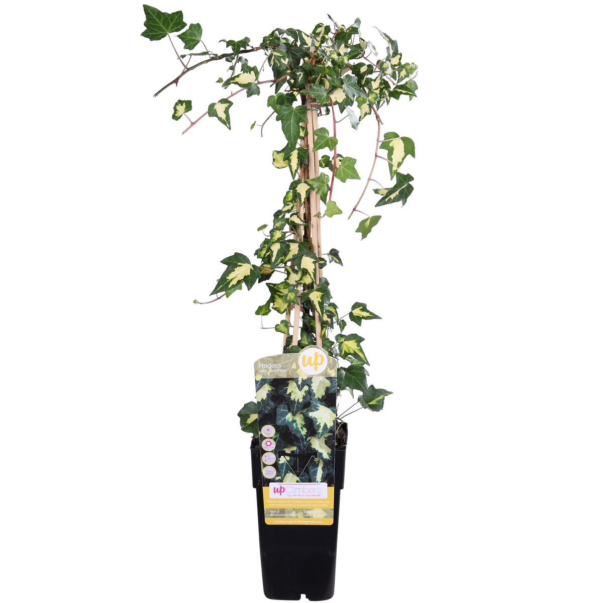 Hedera helix 'Goldheart' (klimop) – Ø15 cm, 65 cm hoog
