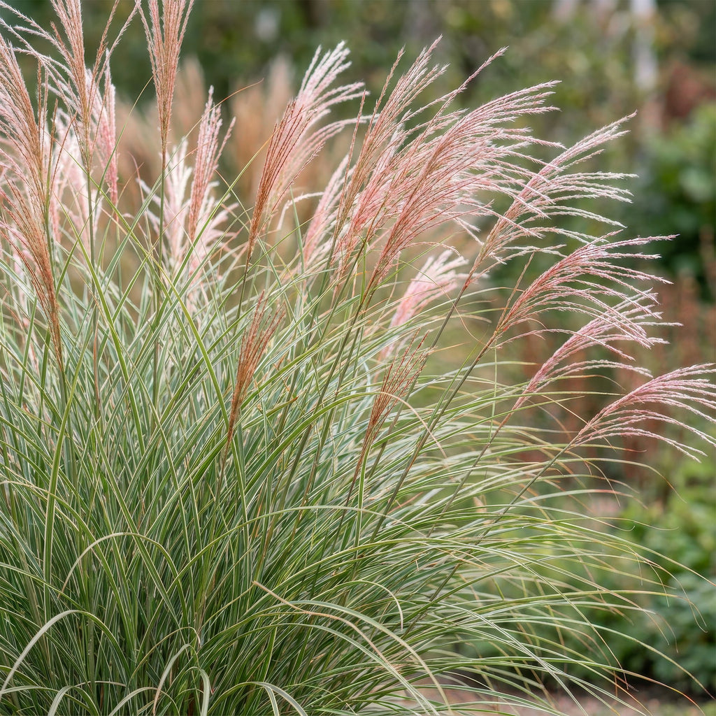 Miscanthus sinensis 'Morning Light' (miscanthus) – 6 plantes, Ø11 cm, 15–25 cm de haut – photo 5