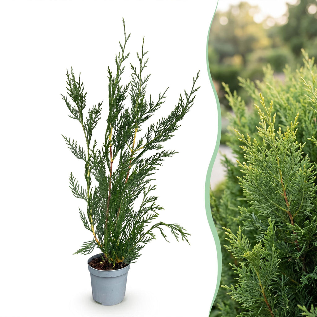 Cupressocyparis leylandii – 16 planten, Ø9 cm, 30–40 cm hoog – foto 3