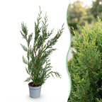 Cupressocyparis leylandii – 16 planten, Ø9 cm, 30–40 cm hoog