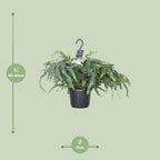 Phlebodium aureum Blue Star (blauwvaren) – Ø17 cm, 50 cm hoog – art. 2949
