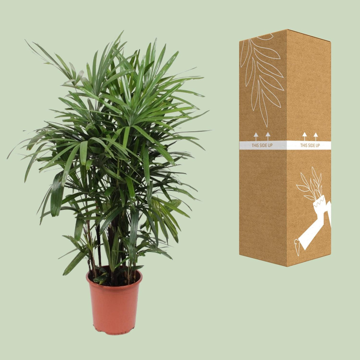 Rhapis Excelsa (Rhapis-Palme) – Ø 27 cm, 120 cm hoch