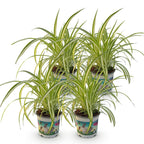 4× Chlorophytum comosum Variegatum (spider plant) – Ø12 cm, 25–30 cm high