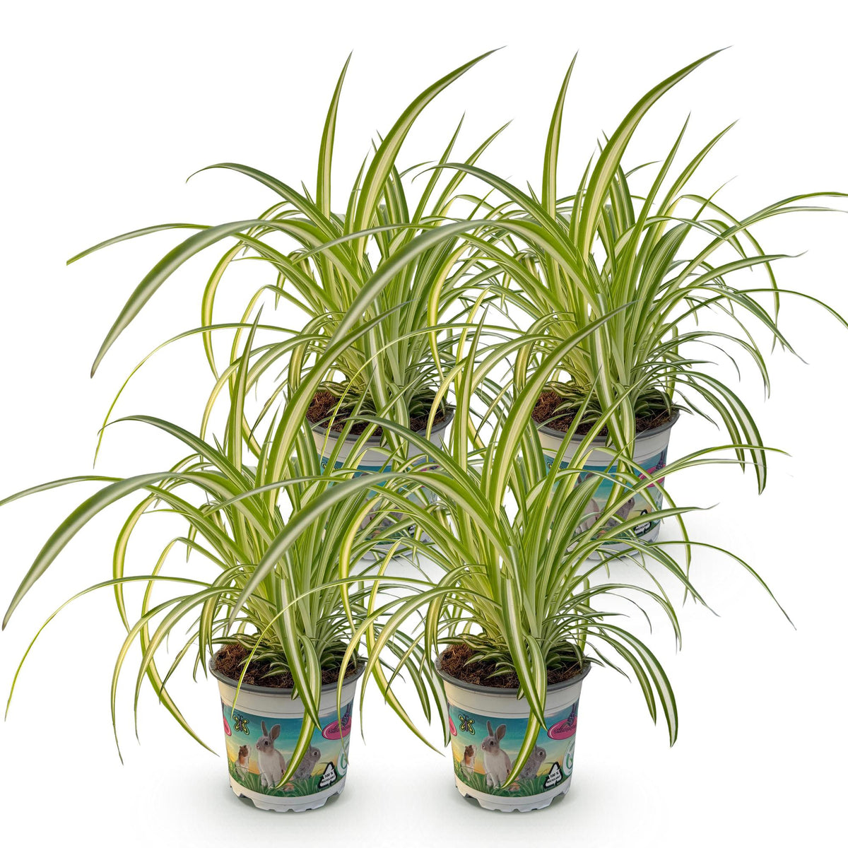 4× Chlorophytum comosum Variegatum (spider plant) – Ø12 cm, 25–30 cm high – photo 2
