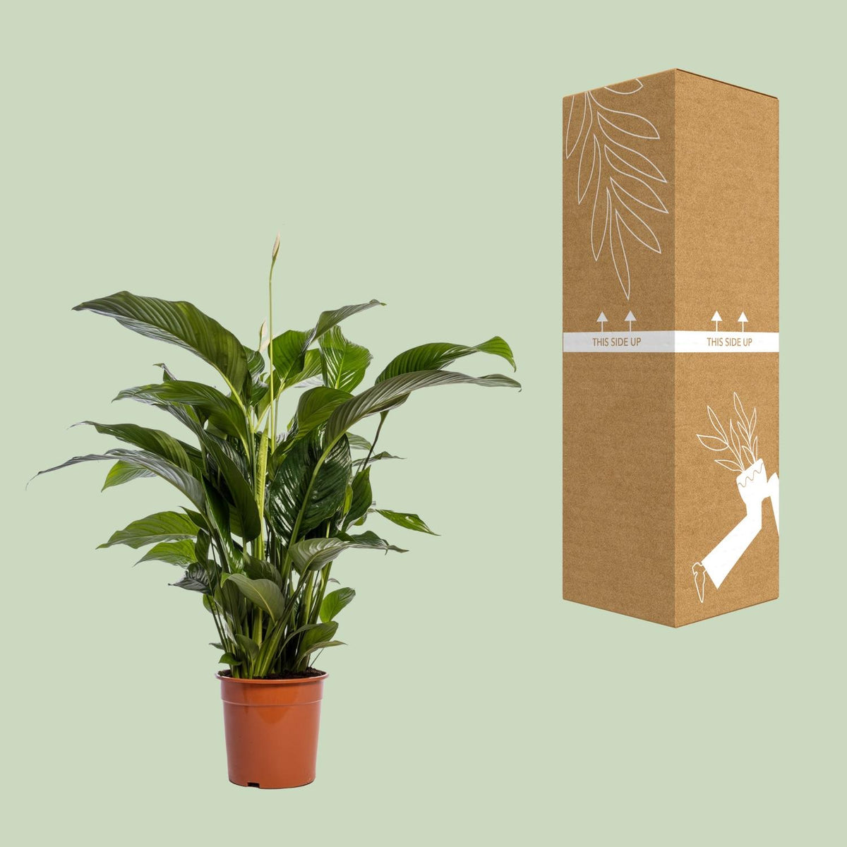 Spathiphyllum Bellini (lepelplant) – Ø24 cm, 100 cm hoog – foto 3