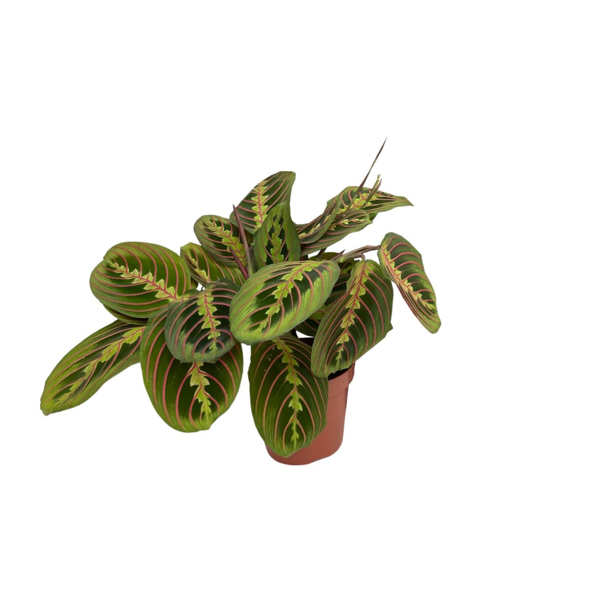 Maranta Fascinator (Buntnessel) (Gebetsstaude) – Ø 12 cm, 20 cm hoch