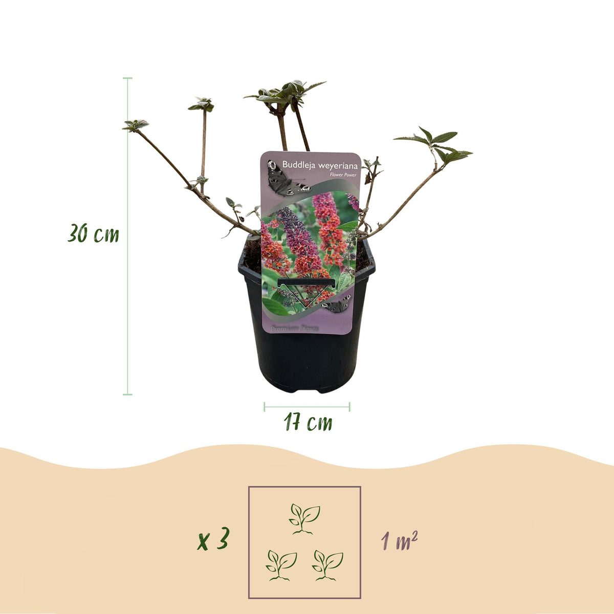 Buddleja davidii 'Flower Power' (vlinderstruik) – oranje-paars – 3 planten, Ø17 cm, 30 cm hoog