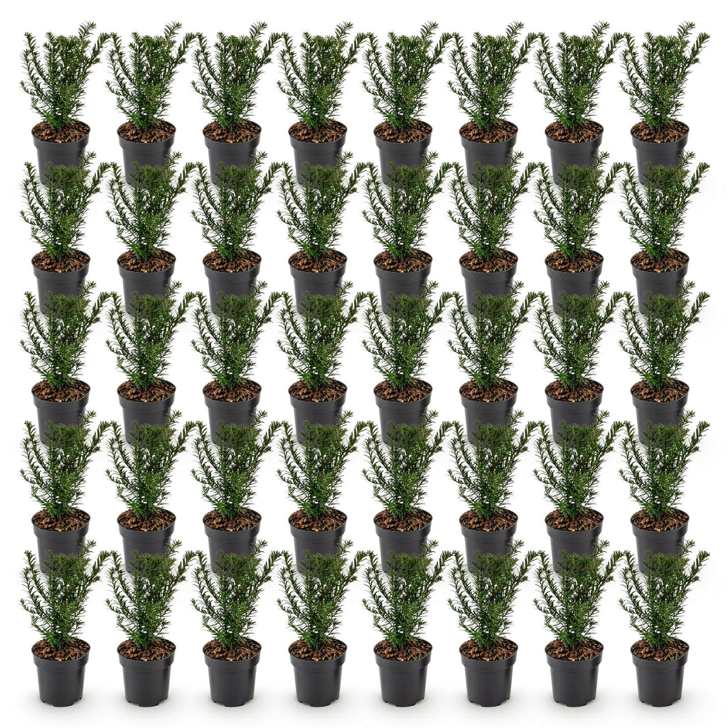 Taxus baccata (if bien-aimé) – 40 plants, Ø9 cm, 20–30 cm de haut – photo 2