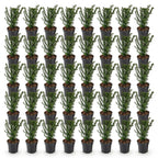 Taxus baccata (if bien-aimé) – 40 plants, Ø9 cm, 20–30 cm de haut