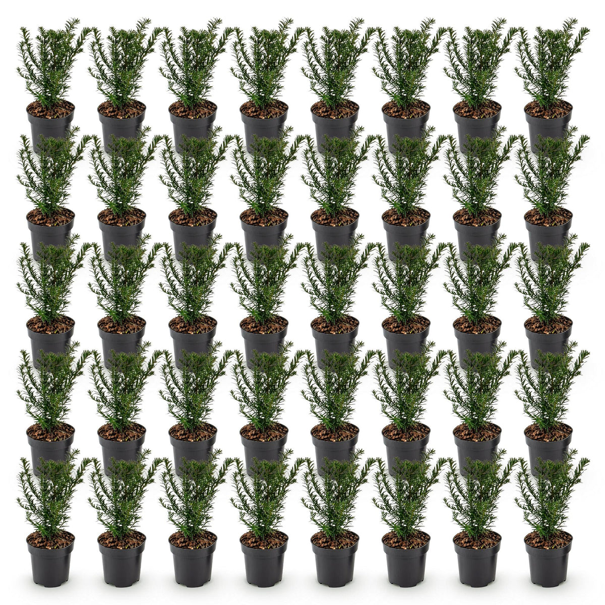 Taxus baccata (if bien-aimé) – 40 plants, Ø9 cm, 20–30 cm de haut – photo 2