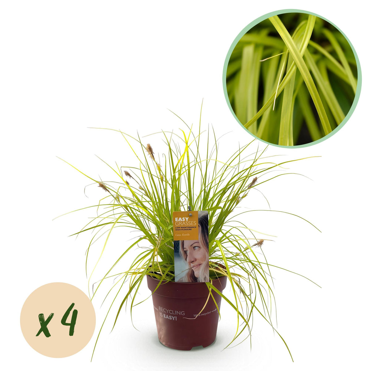 Carex oshimensis 'Everillo' (zegge) – geel – 4 planten, Ø17 cm, 50 cm hoog