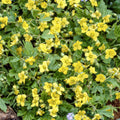 Waldsteinia ternata – 12 Pflanzen, Ø9 cm, 10–25 cm hoch