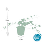 Hedera helix 'Glacier' (ivy) – 60 plants, Ø9 cm, 10–25 cm high