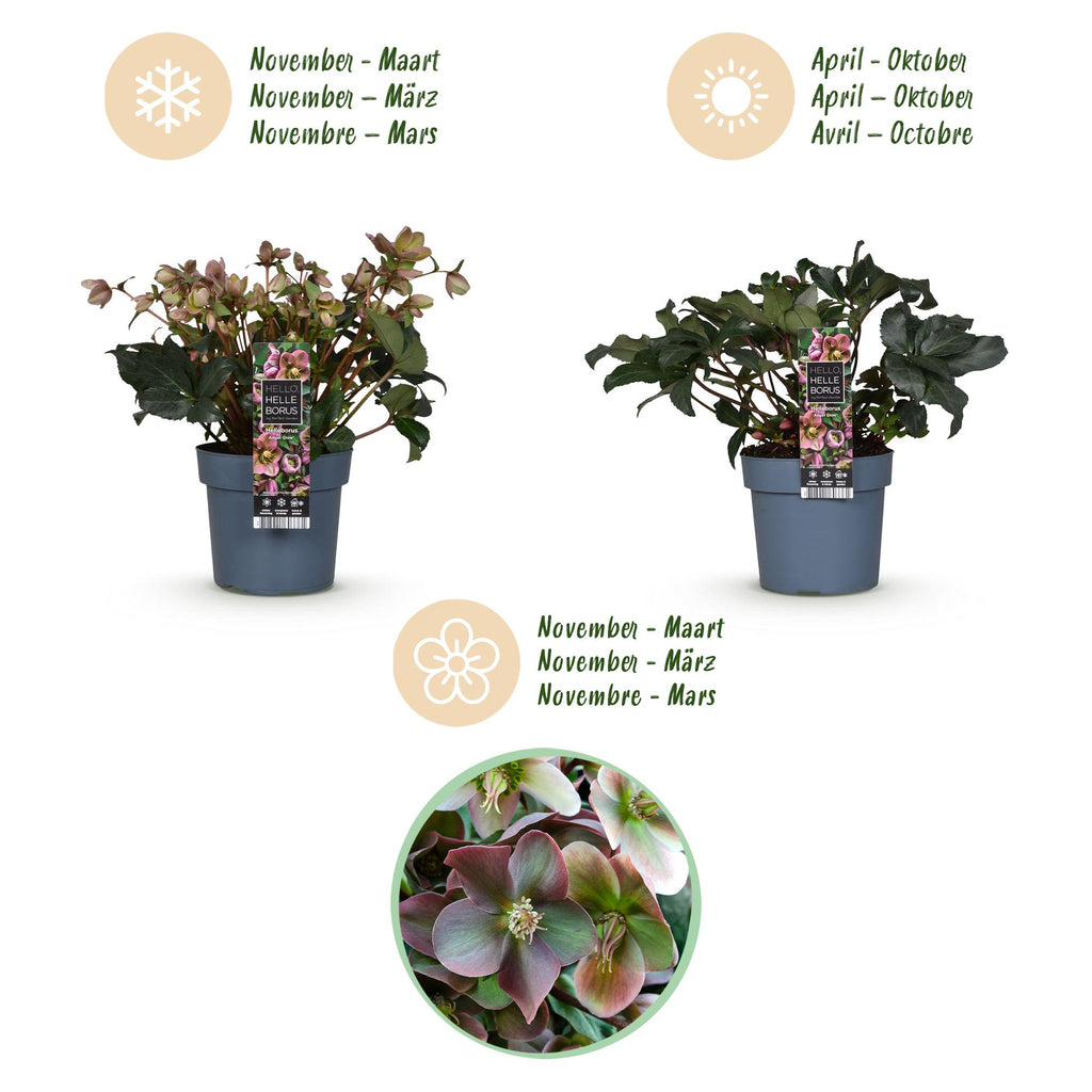 Helleborus 'Angels Glow' (rosa Blüte) – Ø19 cm, 50 cm hoch – Bild 9