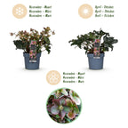 Helleborus 'Angels Glow' (rosa Blüte) – Ø19 cm, 50 cm hoch