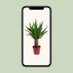 Yucca "Tres Cañas" 30 stam – Ø19 cm, 70 cm hög