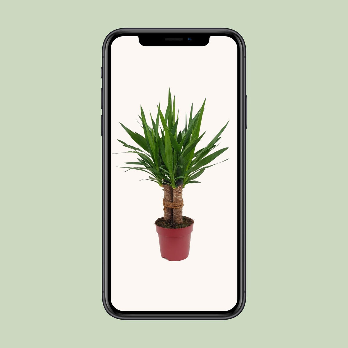 Yucca "Tres Cañas" 30 Stamm – Ø19 cm, 70 cm hoch