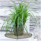 Carex morrowi 'Ice Dance' (Morrow's sedge) – 3 plants, Ø14 cm, 25 cm high