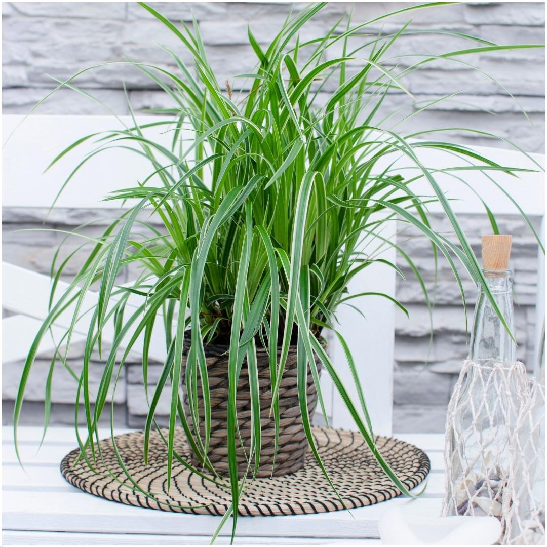 Carex morrowi 'Ice Dance' (Segge) – 3 Pflanzen, Ø14 cm, 25 cm hoch – Bild 2