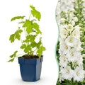 Delphinium 'Galahad' (pied-d'éléphant) – blanc – 3 plants, Ø11 cm, 15–25 cm de haut