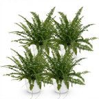 4× Nephrolepis exaltata Green Lady (sværdbregne) i hvid Potter-pottedødskasse – Ø12 cm, 25 cm høj
