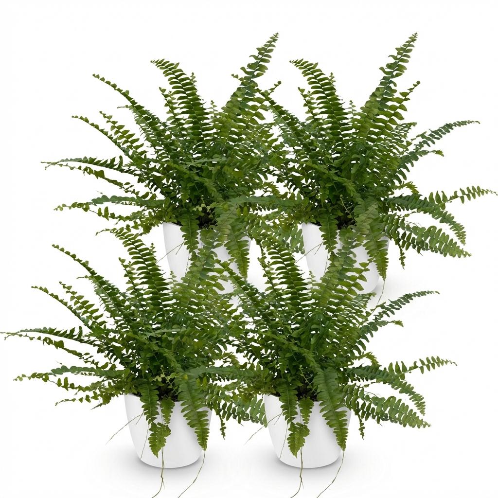 4× Nephrolepis exaltata Green Lady (sværdbregne) i hvid Potter-pottedødskasse – Ø12 cm, 25 cm høj