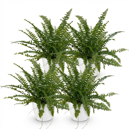 4× Nephrolepis exaltata Green Lady (Schwertfarn) im weißen Toscaner-Topf – Ø 12 cm, 25 cm hoch