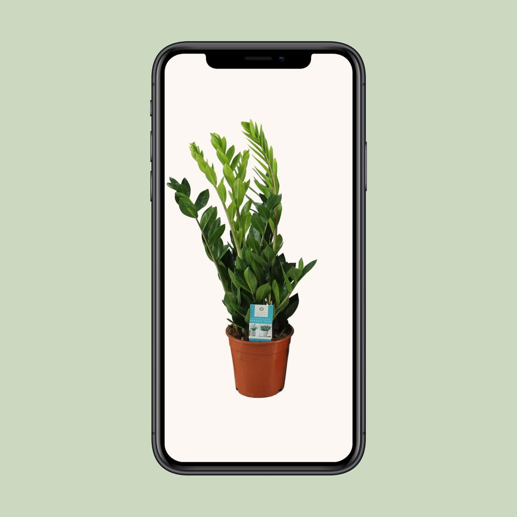Zamioculcas zamiifolia (zz-plant) – Ø17 cm, 65 cm hoog – art. 12648