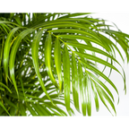 Dypsis Areca lutescens (goudpalm) – Ø27 cm, 150–170 cm hoog