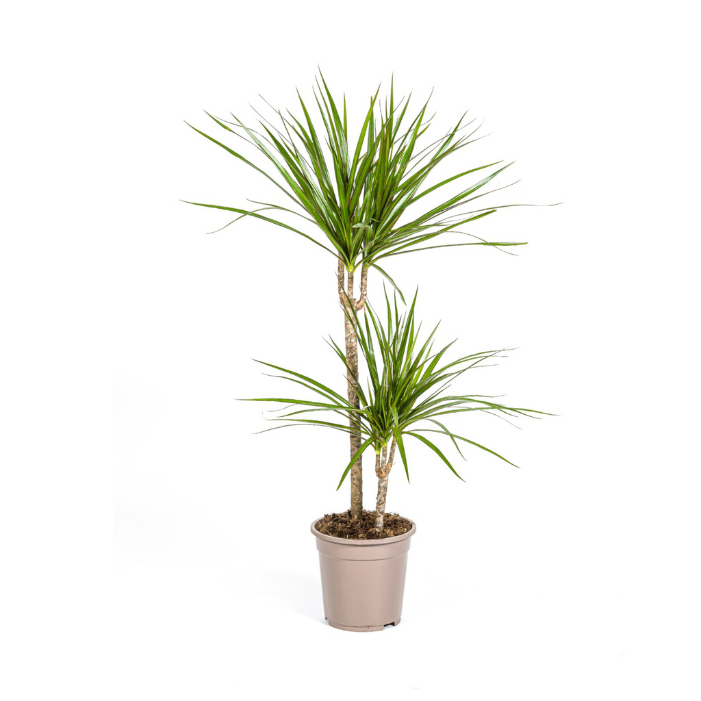 Dracaena marginata Green (Drachenbaum) – Ø 19 cm, 70–90 cm hoch