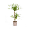 Dracaena marginata Green (Drachenbaum) – Ø 19 cm, 70–90 cm hoch