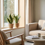 4× Sansevieria Future Superb (svigermors tunge) – Ø12 cm, 35 cm høj