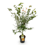 Acer palmatum 'Katsura' (Japanese maple) – Ø26 cm, 90 cm high