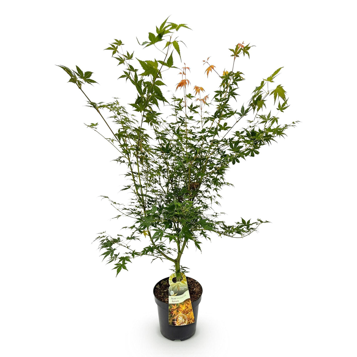 Acer palmatum 'Katsura' (Japanse esdoorn) – Ø26 cm, 90 cm hoog