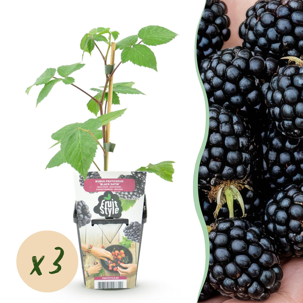 Rubus 'Black Satin' (Brombeere) – 3 Pflanzen, Ø9 cm, 35 cm hoch