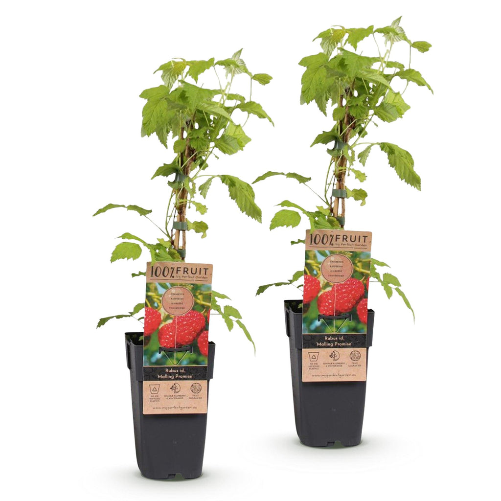 Rubus idaeus 'Malling Promise' (Himbeerpflanze) – 2 Pflanzen, Ø15 cm, 50 cm hoch – Bild 2