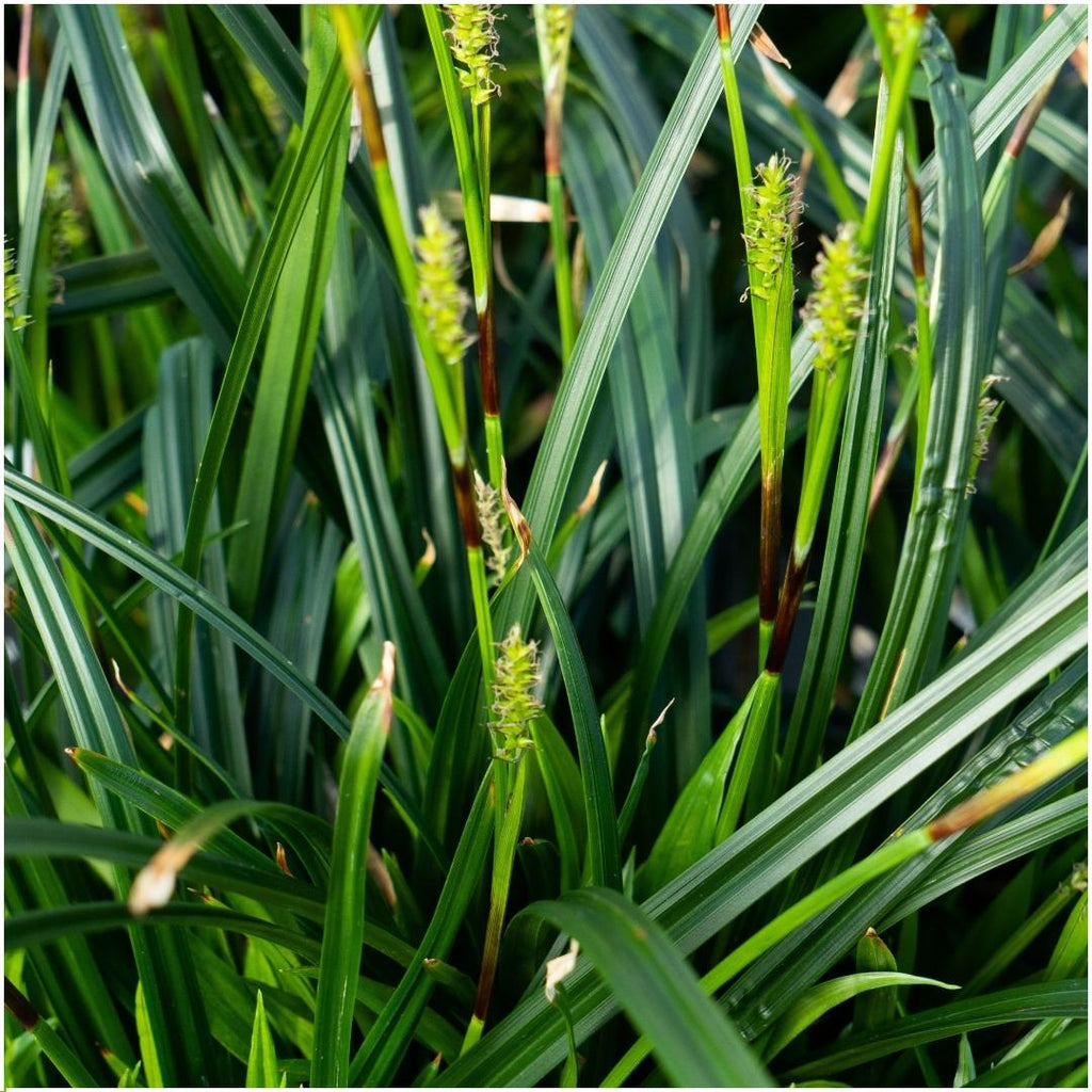 Carex morrowi 'Irish Green' (soft rush) – 6 plants, Ø14 cm, 25 cm high – photo 3