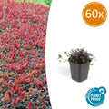 Acaena microphylla 'Kupferteppich' (Kleiner Stechling) – 60 Pflanzen, Ø9 cm, 10–25 cm hoch