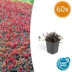 Acaena microphylla 'Kupferteppich' (Kleiner Stechling) – 60 Pflanzen, Ø9 cm, 10–25 cm hoch