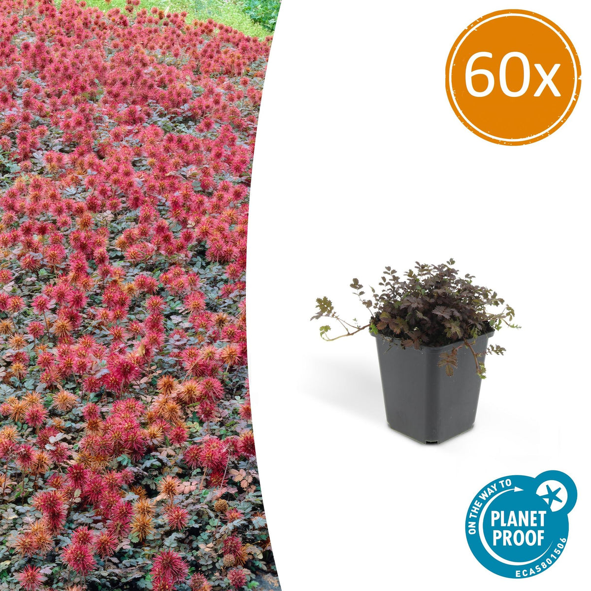 Acaena microphylla 'Kupferteppich' (Kleiner Stechling) – 60 Pflanzen, Ø9 cm, 10–25 cm hoch